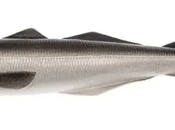 Magic Minnow Big Bob 700 Gr -Savage Gear shop magic minnow big bob lively pollac 1.jpg